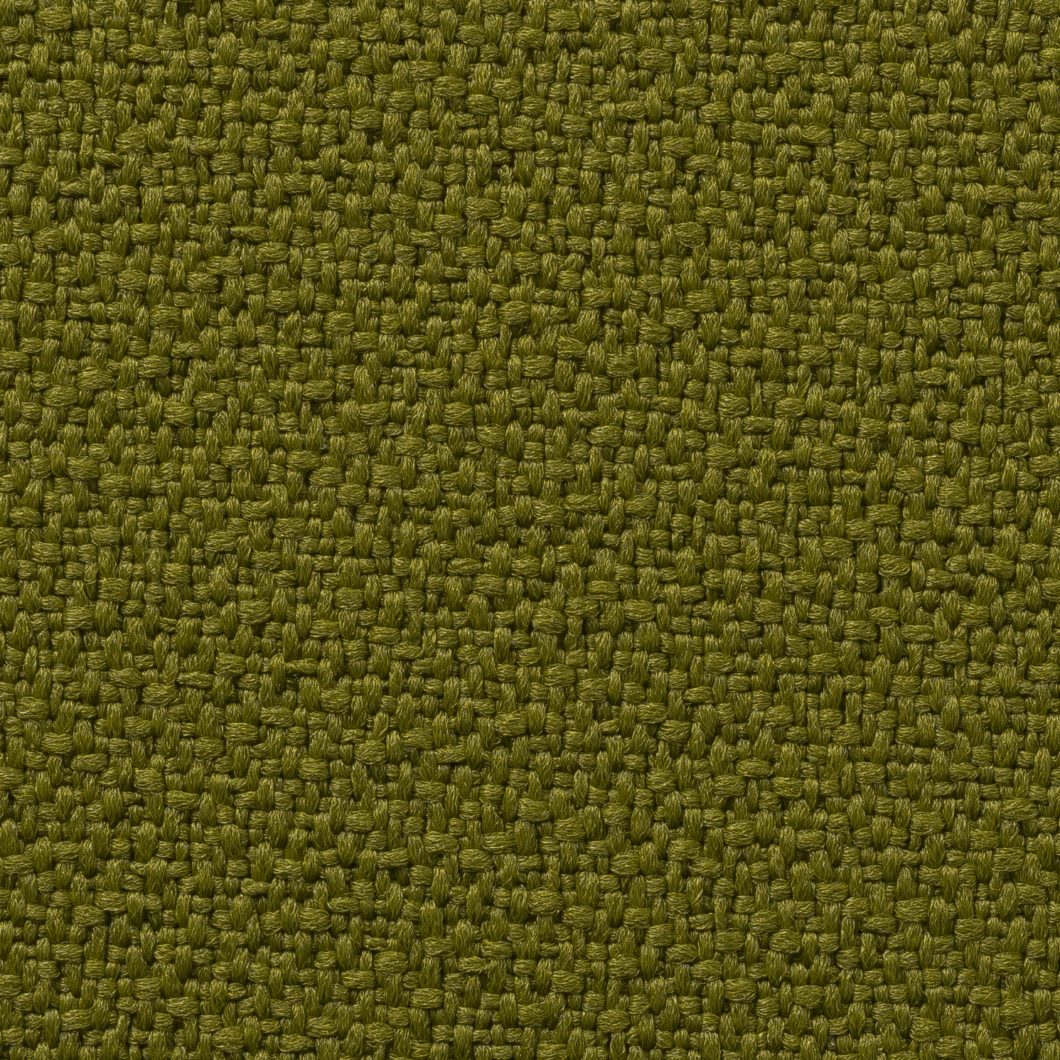 Iguana